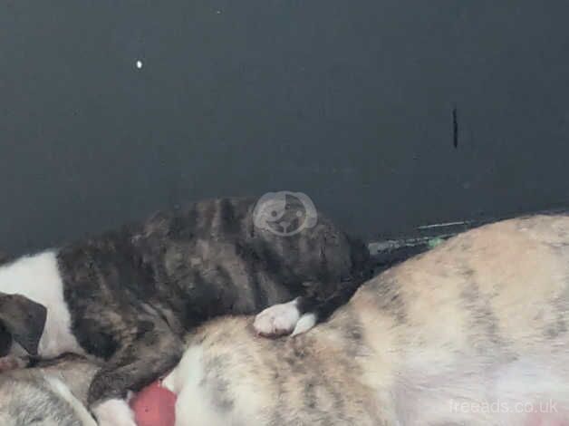 Staff x Akita for sale in Bradford, West Yorkshire - Image 2