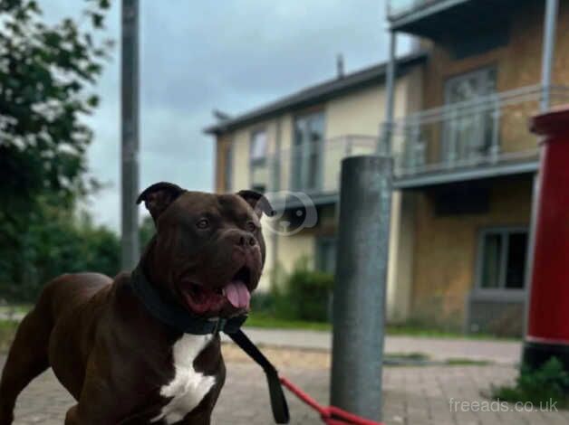 Staff x American bulldog for sale in Basingstoke, Hampshire - Image 1