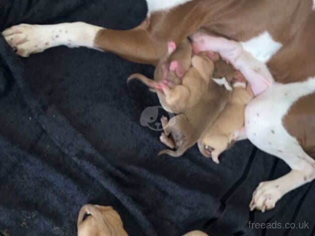 Staff x American Bulldog for sale in Enfield, London - Image 1