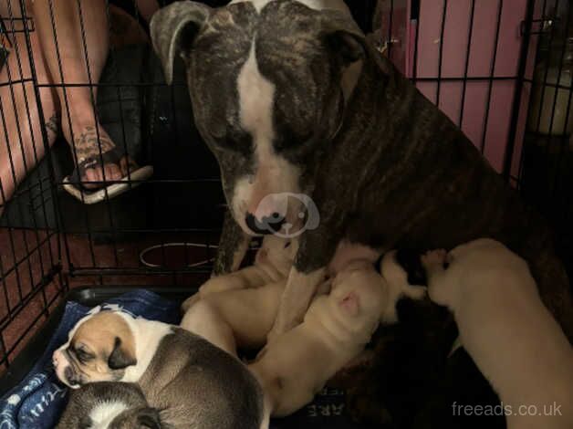 Staff x boxer puppies for sale in Folkestone, Kent