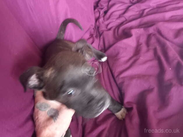 Staff x pocket bully for sale in Blackpool, Lancashire