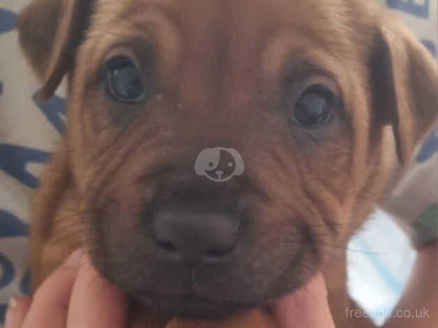 Staff x shar pei pups for sale in Bristol, Bristol - Image 1