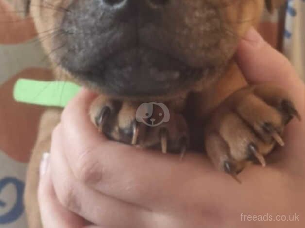 Staff x shar pei pups for sale in Bristol, Bristol - Image 3