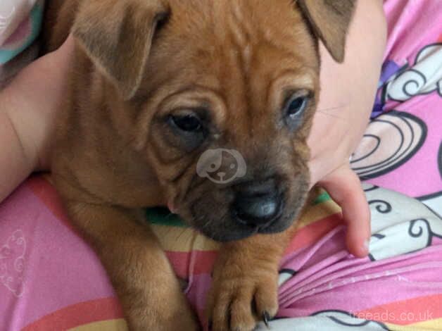 Staff x shar pei pups for sale in Bristol, Bristol - Image 5