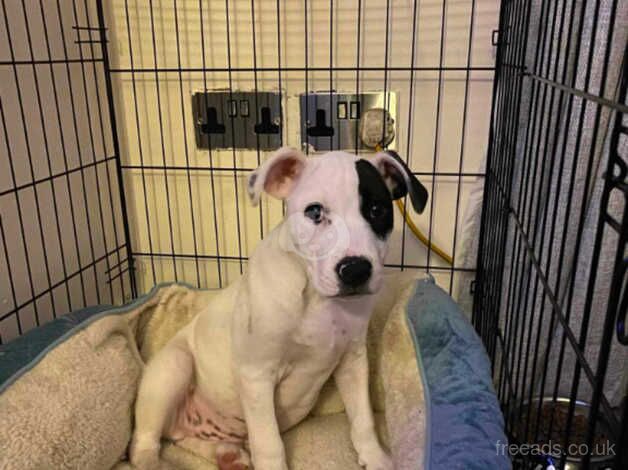 Staffidshire beautiful boy for sale in Rotherham, South Yorkshire - Image 2