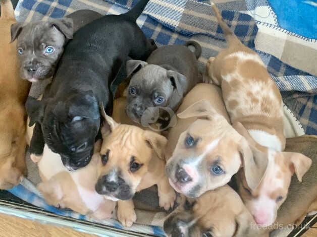 Staffie cross American bull dog puppies for sale in Darlington, County Durham - Image 1