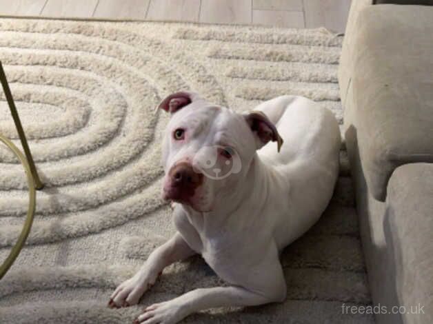 Staffie cross American bulldog for sale in Hull, East Riding of Yorkshire - Image 3