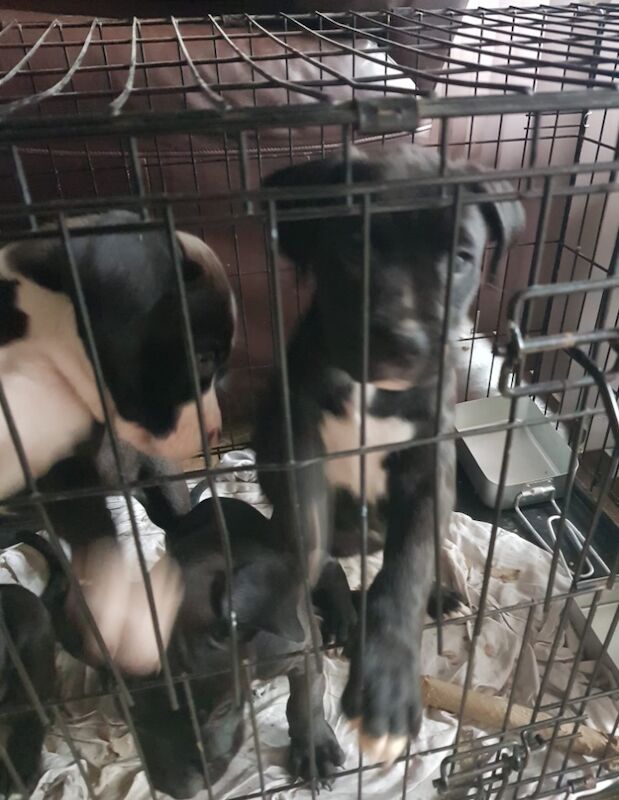 Staffie cross boxer puppies for sale in Great wakering essex