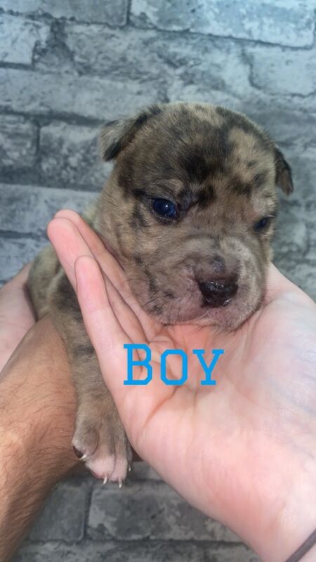 Staffie Cross Chinese shar pei puppies 9 babies for sale in Hartlepool, County Durham - Image 1