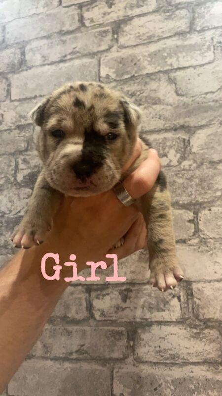 Staffie Puppies for sale in County Durham