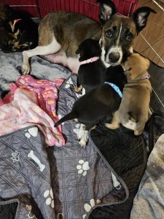 Staffie cross Old English Bulldog puppies for sale in Southampton, Hampshire - Image 3