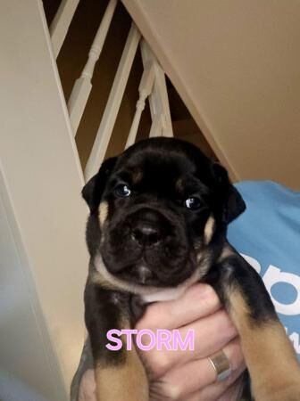 Staffie cross Old English Bulldog puppies for sale in Southampton, Hampshire - Image 5