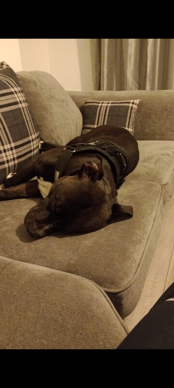 Staffie for sale £50 for sale in Liverpool, Merseyside - Image 2