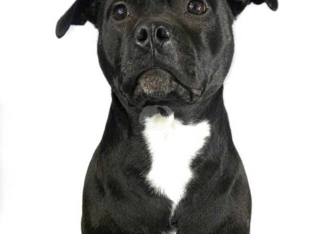 Staffie for sale in Westbury, Wiltshire - Image 1