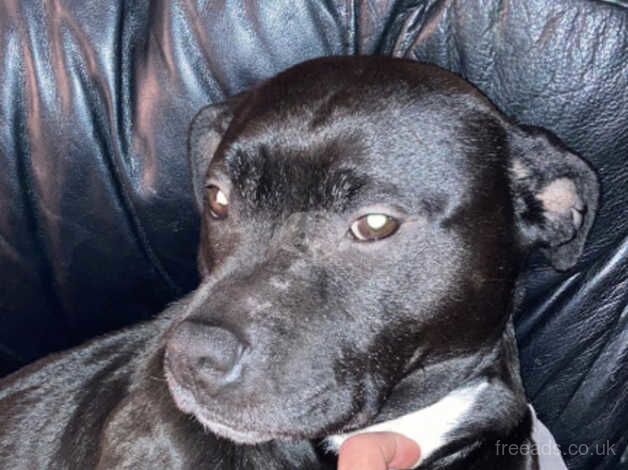 Staffie for sale in Westbury, Wiltshire - Image 5