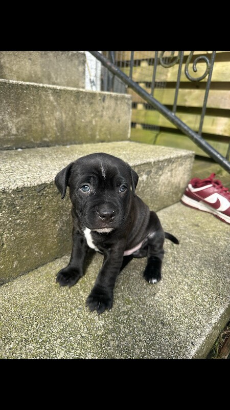 Staffie pup for sale in Falkirk