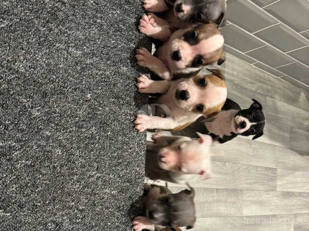 Staffie puppies for sale in Rochester, Northumberland - Image 1