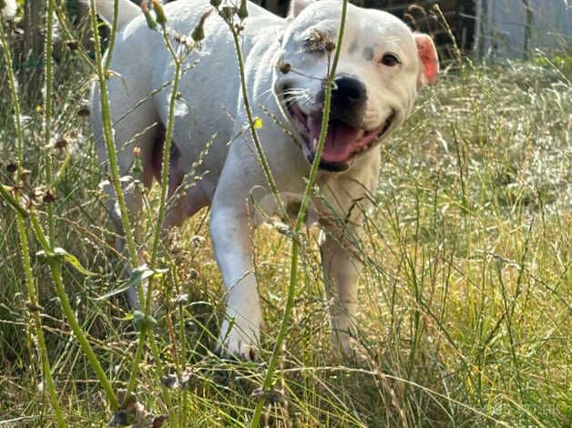 Staffie puppies for sale in Rochester, Northumberland - Image 3