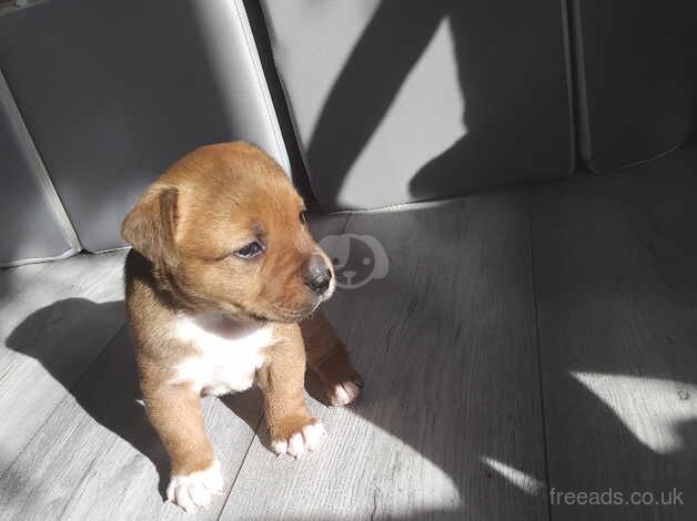 Staffie puppys for sale in Sheerness, Kent