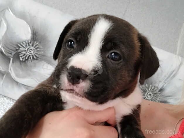 Staffie puppys for sale in Sheerness, Kent