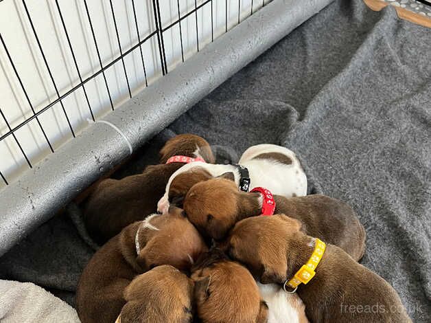 Staffie pups for sale in Edinburgh, City of Edinburgh