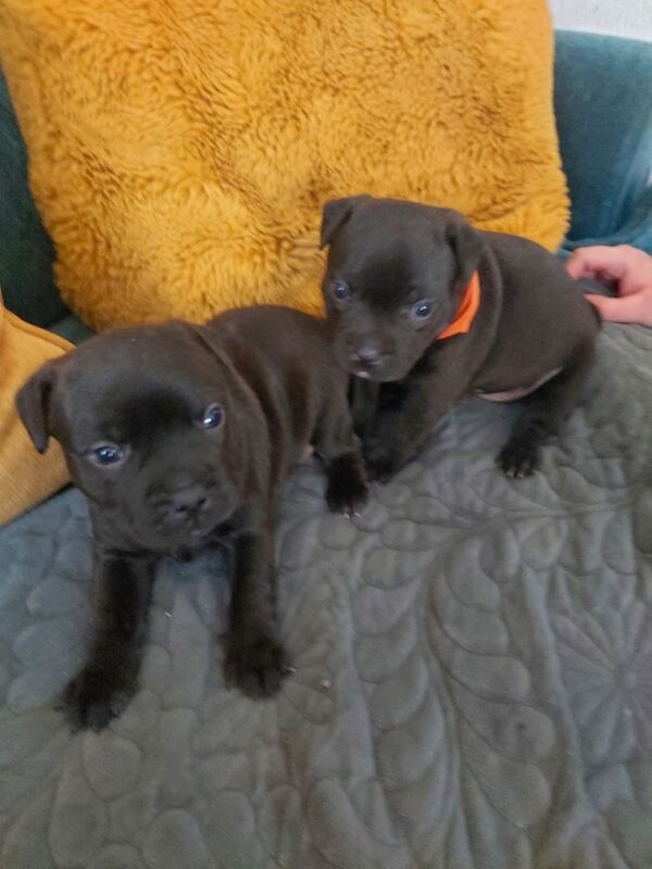 Staffie pups for sale in Swansea/Abertawe, Swansea