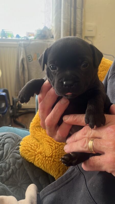 Staffie pups for sale in Swansea/Abertawe, Swansea - Image 3