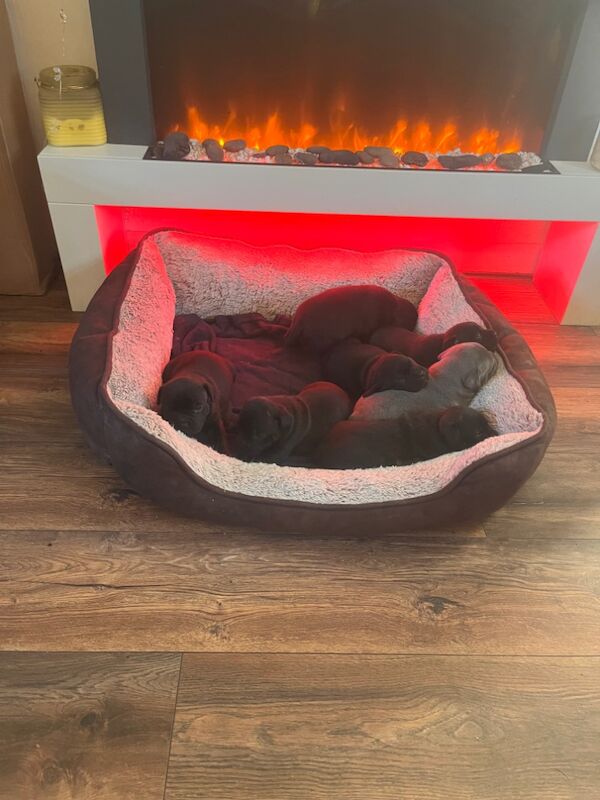 Staffie pups for sale in Swansea/Abertawe, Swansea - Image 4