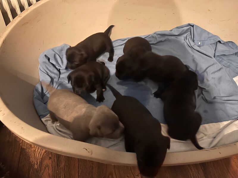 Staffie pups for sale in Swansea/Abertawe, Swansea - Image 6