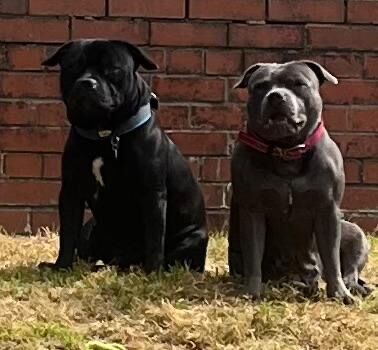 Staffie pups for sale in Swansea/Abertawe, Swansea - Image 7