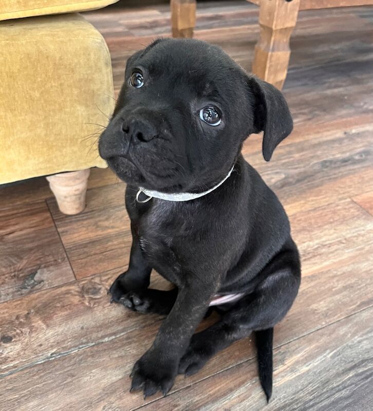 Staffie pups for sale in Swansea/Abertawe, Swansea - Image 8