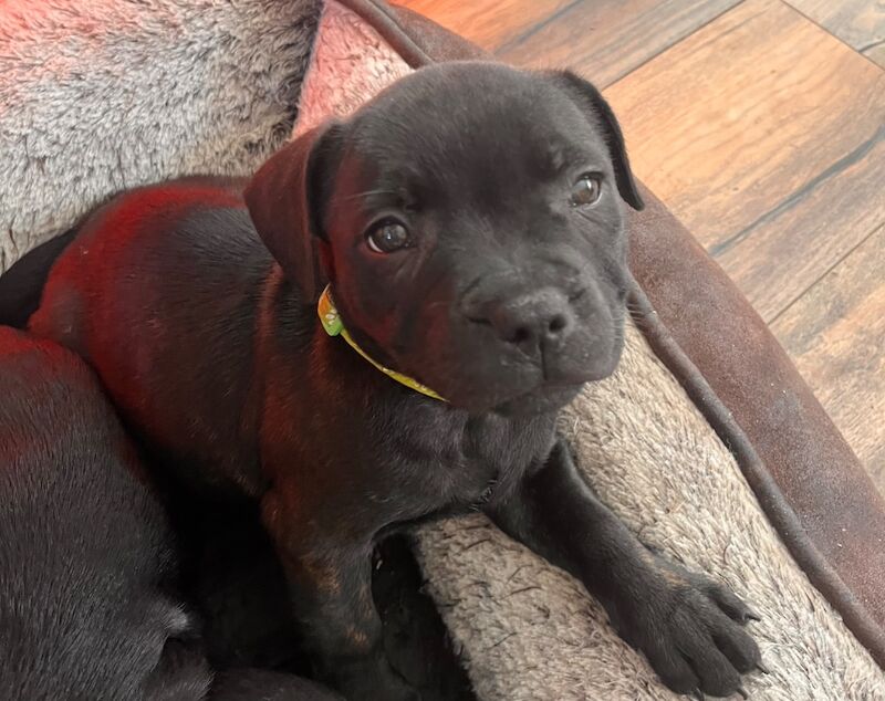 Staffie pups for sale in Swansea/Abertawe, Swansea - Image 9