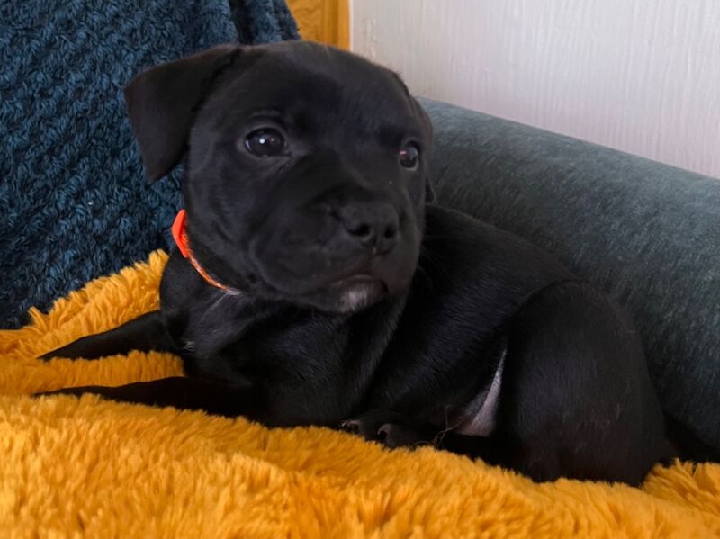 Staffie pups for sale in Swansea/Abertawe, Swansea - Image 10