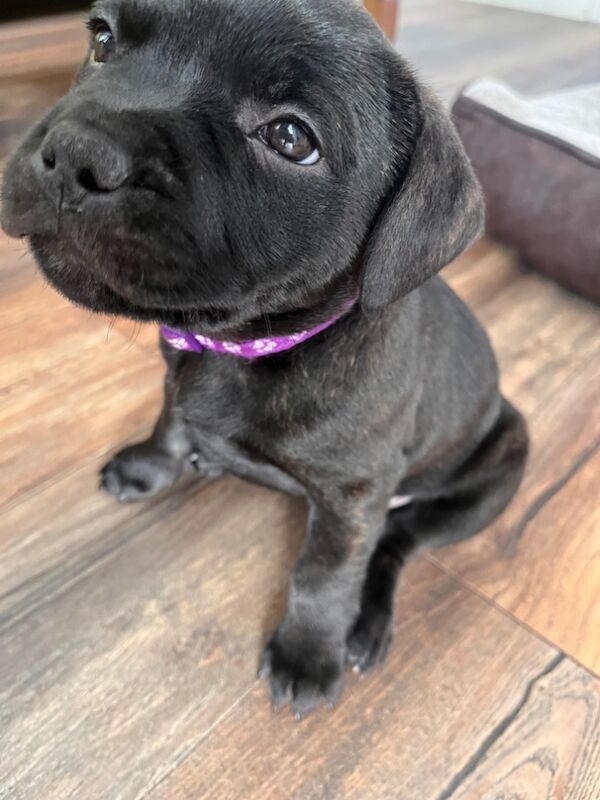 Staffie pups for sale in Swansea/Abertawe, Swansea - Image 11