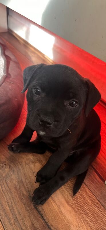 Staffie pups for sale in Swansea/Abertawe, Swansea - Image 12