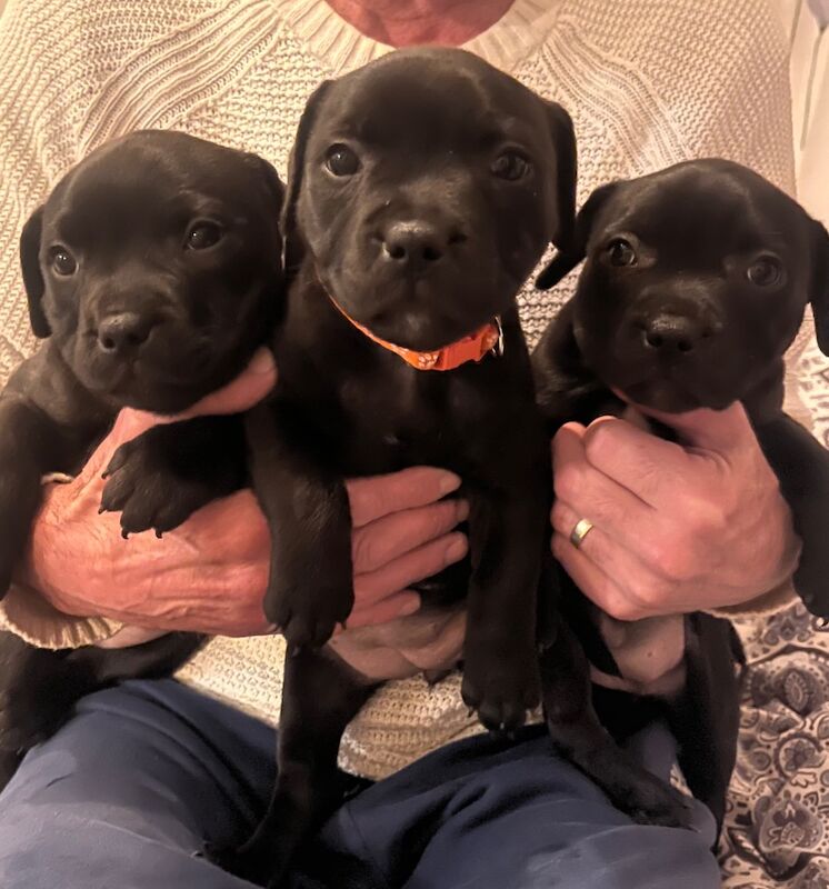 Staffie pups for sale in Swansea/Abertawe, Swansea - Image 14