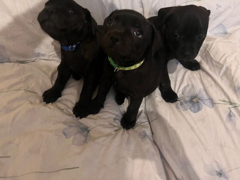 Staffie pups for sale in Swansea/Abertawe, Swansea - Image 15