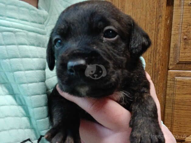 Staffie pups for sale in Armagh