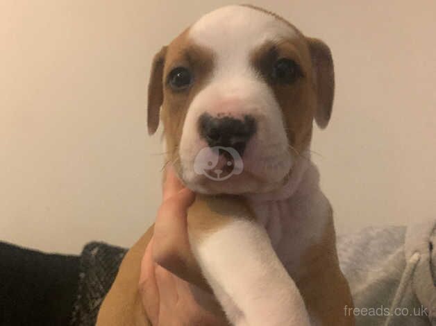 Staffie pups for sale in Dundee, Dundee - Image 1