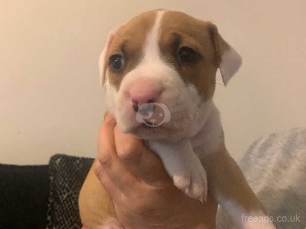 Staffie pups for sale in Dundee, Dundee - Image 2