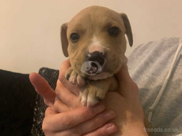 Staffie pups for sale in Dundee, Dundee - Image 3