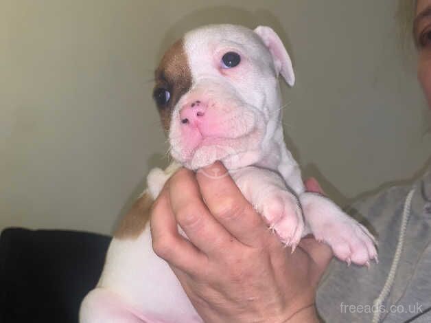 Staffie pups for sale in Dundee, Dundee - Image 4