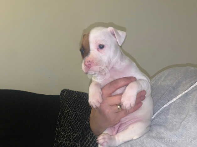 Staffie pups for sale in Dundee, Dundee - Image 5