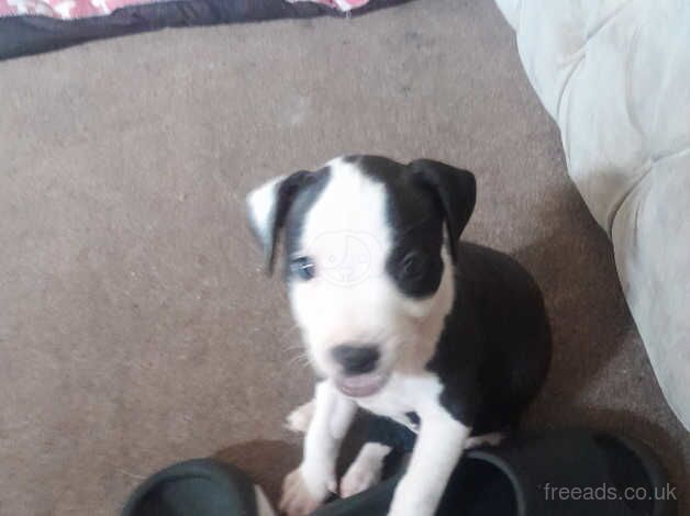 Staffie pups for sale in Tipton, West Midlands