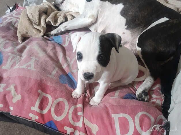 Staffie pups for sale in Tipton, West Midlands - Image 2