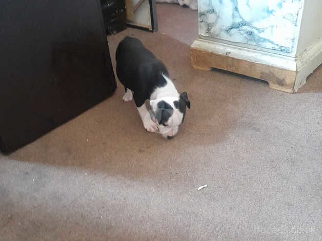 Staffie pups for sale in Tipton, West Midlands - Image 3