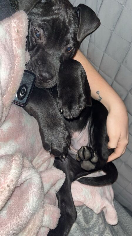 Staffie x cane corso male for sale in Wigan, Greater Manchester - Image 1