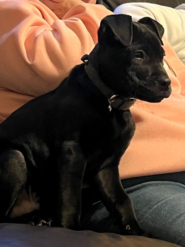 Staffie x cane corso male for sale in Wigan, Greater Manchester - Image 2