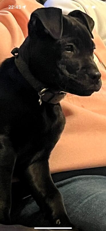 Staffie x cane corso male for sale in Wigan, Greater Manchester - Image 3