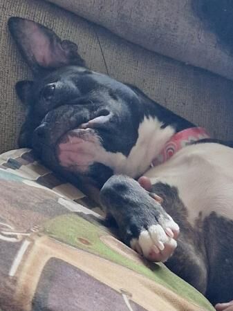 Staffie x Frenchie Female Pup for sale in Wigston, Leicestershire - Image 1